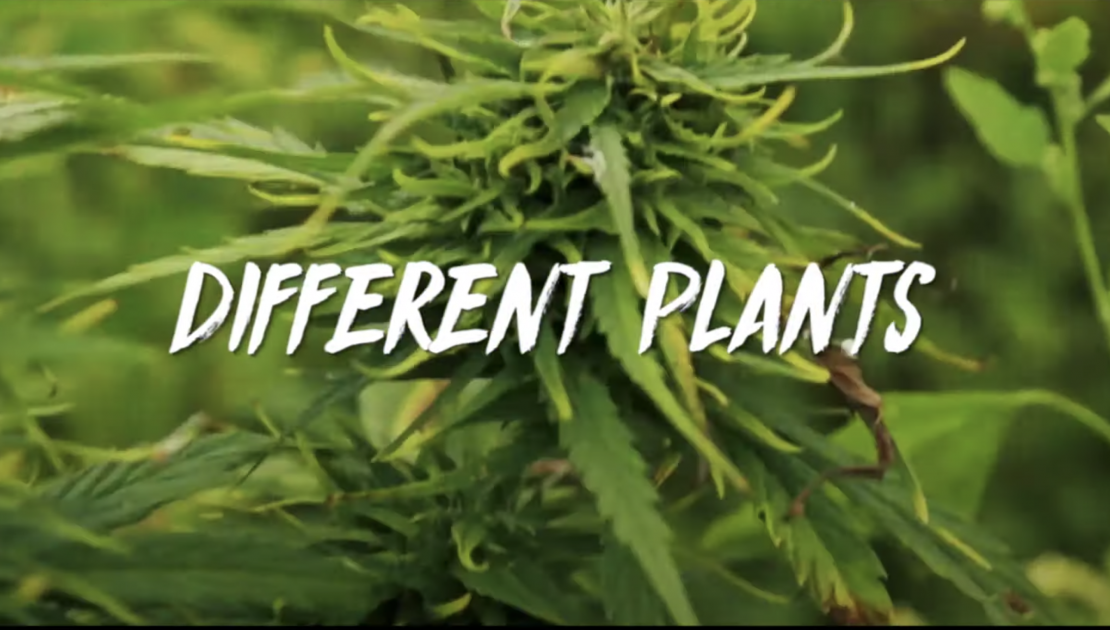 Different Plants