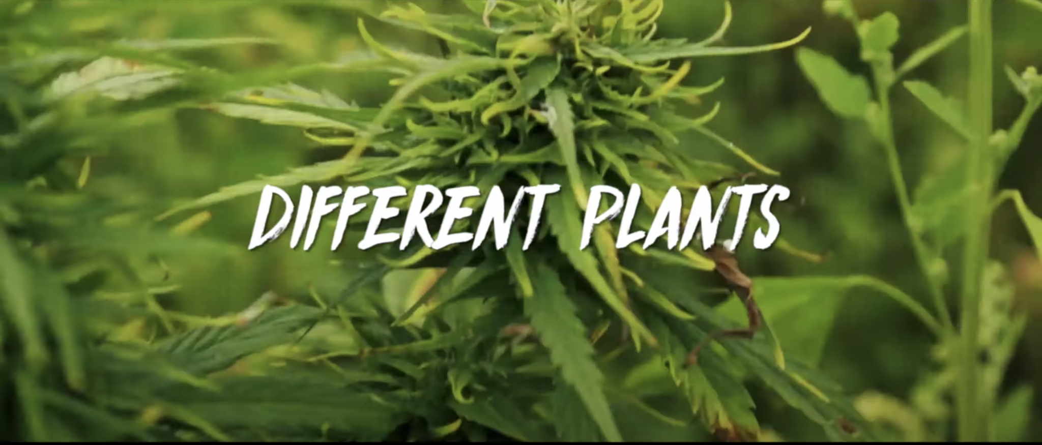 Different Plants